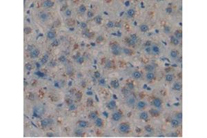 IHC-P analysis of Human Liver Tissue, with DAB staining. (Amphiregulin 抗体  (AA 20-100))