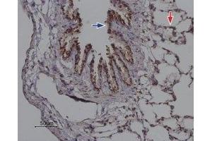 Expression of Orai2 in rat lung - Immunohistochemical staining of paraffin-embedded rat lung sections using Anti-Orai2 Antibody (ABIN7043414, ABIN7044022 and ABIN7044023), (1:100).