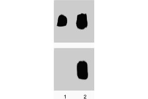 Jurkat cells were either untreated (lane 1) or treated (lane 2) with Anti-CD3 for 15 minutes at 37°C. (LCK 抗体  (pTyr505))