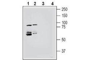 Western Blotting (WB) image for anti-Sema Domain, Immunoglobulin Domain (Ig), Transmembrane Domain (TM) and Short Cytoplasmic Domain, (Semaphorin) 4A (Sema4a) (AA 355-369), (Extracellular) antibody (ABIN7043610)