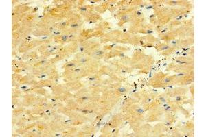 Immunohistochemistry of paraffin-embedded human heart tissue using ABIN7162280 at dilution of 1:100