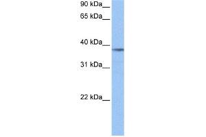 WB Suggested Anti-NUDC Antibody Titration: 0. (NUDC 抗体  (Middle Region))
