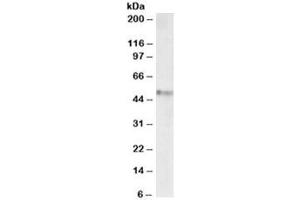 Western blot testing of mouse fetal brain lysate with Stap2 antibody at 1ug/ml. (STAP2 抗体)