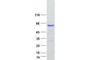 Western Blotting (WB) image for Polypyrimidine Tract Binding Protein 1 (PTBP1) (Transcript Variant 2) protein (Myc-DYKDDDDK Tag) (ABIN2730034)