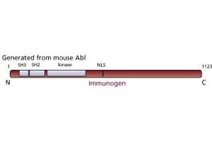 Image no. 1 for anti-C-Abl Oncogene 1, Non-Receptor tyrosine Kinase (ABL1) antibody (ABIN967410) (ABL1 抗体)