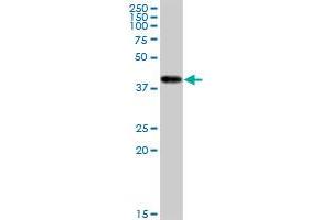 CKMT1B monoclonal antibody (M16), clone 2C9. (CKMT1B 抗体  (AA 327-417))