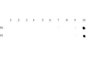 Dot blot of Histone H3 trimethyl Lys27 antibody. (Histone 3 抗体  (H3K27me3))