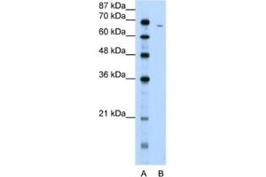 Western Blotting (WB) image for anti-Fibrinogen alpha Chain (FGA) antibody (ABIN2462469) (FGA 抗体)