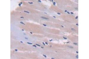 Used in DAB staining on fromalin fixed paraffin- embedded Kidney tissue (NOV 抗体  (AA 156-351))