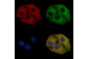 BID Mouse Monoclonal Antibody staining Hela cells by IF/ICC.