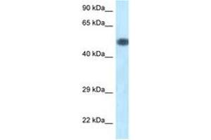 Image no. 1 for anti-Phosphoinositide 3 Kinase, p85 alpha (PI3K p85a) (AA 180-229) antibody (ABIN6747416) (PIK3R1 抗体  (AA 180-229))