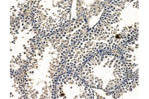 ABIN7097062 and ABIN7101129 at 1/100 staining mouse testis tissue by IHC-P.