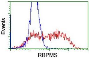 Image no. 1 for anti-RNA Binding Protein with Multiple Splicing (RBPMS) antibody (ABIN1500646) (RBPMS 抗体)