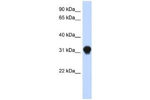 DNALI1 antibody used at 1 ug/ml to detect target protein. (DNALI1 抗体  (N-Term))