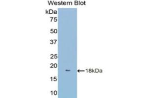 Western Blotting (WB) image for anti-TNF Receptor Superfamily, Member 6 (FAS) (AA 188-319) antibody (ABIN3209680) (FAS 抗体  (AA 188-319))