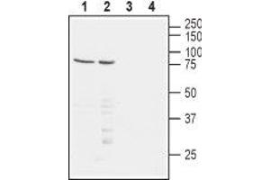 Western blot analysis of human Jurkat T-cell leukemia (lanes 1 and 3) and human  chronic myelogenous leukemia (lanes 2 and 4) cell lysates:1,2. (Poliovirus Receptor-Related 1 (Herpesvirus Entry Mediator C) (PVRL1) Peptide)