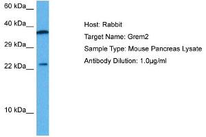 Host: Mouse Target Name: GREM2 Sample Tissue: Mouse Pancreas Antibody Dilution: 1ug/ml (GREM1 抗体  (Middle Region))