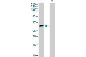 Western Blot analysis of SNAI1 expression in transfected 293T cell line by SNAI1 MaxPab polyclonal antibody. (SNAIL 抗体  (AA 1-264))