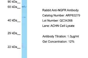 Western Blotting (WB) image for anti-Nerve Growth Factor Receptor (NGFR) (C-Term) antibody (ABIN971261) (NGFR 抗体  (C-Term))