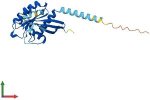 Protein Structure (PS) image for RAB15, Member RAS Onocogene Family (RAB15) (AA 1-212) protein (His tag) (ABIN7551203)