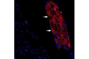 Expression of Periaxin in rat spinal dorsal root entry zoneImmunohistochemical staining of rat spinal dorsal root entry zone frozen sections using Guinea pig Anti-Periaxin Antibody (ABIN7581946).