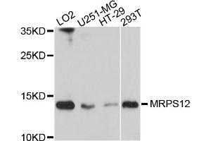 Western blot analysis of extracts of various cell lines, using MRPS12 antibody. (MRPS12 抗体)