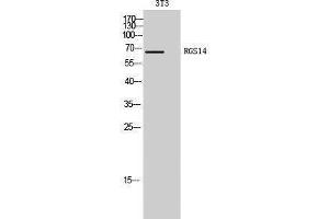 Western Blotting (WB) image for anti-Regulator of G-Protein Signaling 14 (RGS14) (Internal Region) antibody (ABIN3177207) (RGS14 抗体  (Internal Region))