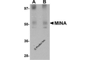 Western Blotting (WB) image for anti-MYC Induced Nuclear Antigen (MINA) (N-Term) antibody (ABIN1031457) (MINA 抗体  (N-Term))