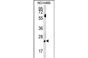 Western blot analysis in NCI-H460 cell line lysates (15ug/lane). (EBPL 抗体  (C-Term))