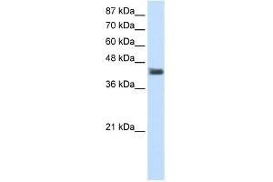 Western Blotting (WB) image for anti-POU Domain, Class 4, Transcription Factor 1 (POU4F1) (C-Term) antibody (ABIN2780756)
