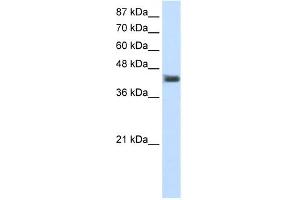 WB Suggested Anti-POU4F1 Antibody Titration:  1.