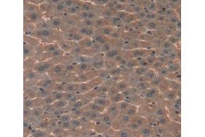 #VALUE! (Complement C4 抗体  (AA 126-366))
