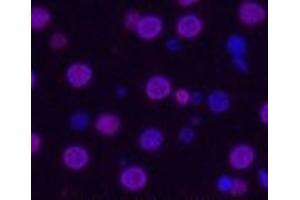 Immunofluorescence analysis of Rat liver tissue using Histone H3 Monoclonal Antibody at dilution of 1:200.