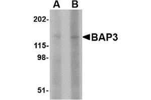 Western Blotting (WB) image for anti-BAI1-Associated Protein 3 (BAIAP3) (N-Term) antibody (ABIN1031690) (BAIAP3 抗体  (N-Term))