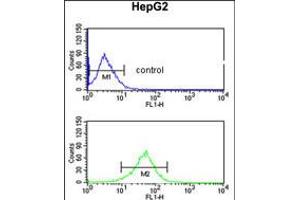Flow cytometric analysis of HepG2 cells (bottom histogram) compared to a negative control cell (top histogram). (AGPAT3 抗体  (AA 241-269))