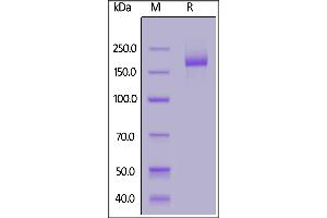 Biotinylated SARS-CoV-2 S protein trimer, His,Avitag on  under reducing (R) condition. (SARS-CoV-2 Spike Protein (P.1 - gamma, Trimer) (His tag,AVI tag,Biotin))