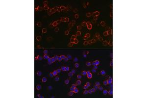 Immunofluorescence (IF) image for anti-Tumor Necrosis Factor Receptor Superfamily, Member 17 (TNFRSF17) (AA 1-100) antibody (ABIN7271066)