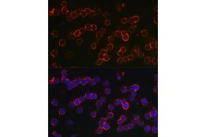 Immunofluorescence analysis of U-937 cells using TNFRSF17 Rabbit pAb (ABIN7271066) at dilution of 1:150 (40x lens). (BCMA 抗体  (AA 1-100))