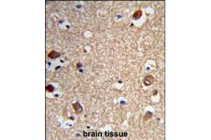 Formalin-fixed and paraffin-embedded human brain tissue reacted with ACTR5 Antibody , which was peroxidase-conjugated to the secondary antibody, followed by DAB staining. (ACTR5 抗体  (C-Term))