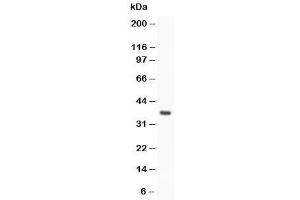 Western blot testing of Stra8 antibody and rat testis (STRA8 抗体  (AA 341-355))