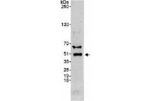 Western blot analysis of BHLHE40 in whole cell lysate from HeLa (50 ug) using BHLHE40 polyclonal antibody  at 0. (BHLHE40 抗体  (C-Term))