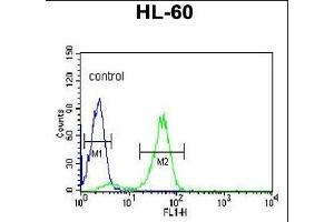 POLG2 Antibody (C-term) (ABIN1882118 and ABIN2839456) flow cytometric analysis of HL-60 cells (right histogram) compared to a negative control cell (left histogram).
