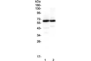 Western blot testing of 1) rat brain and 2) mouse brain lysate with SYT1 antibody at 0. (SYT1 抗体)