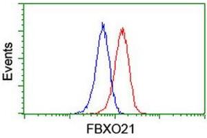 Image no. 3 for anti-F-Box Protein 21 (FBXO21) antibody (ABIN1498237) (FBXO21 抗体)