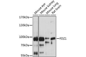 Western blot analysis of extracts of various cell lines, using FZD1 antibody (ABIN6131659, ABIN6140836, ABIN6140837 and ABIN6214992) at 1:1000 dilution. (FZD1 抗体  (AA 210-320))
