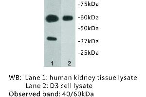 Image no. 1 for anti-Transmembrane Protein 57 (TMEM57) antibody (ABIN1112937) (TMEM57 抗体)