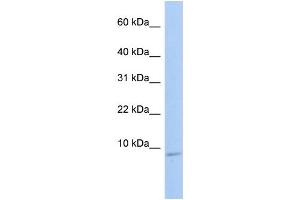 WB Suggested Anti-HSBP1 Antibody Titration:  0. (HSBP1 抗体  (N-Term))