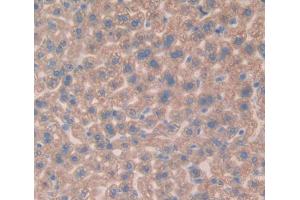 IHC-P analysis of Mouse Tissue, with DAB staining. (Vitamin D-Binding Protein 抗体  (AA 205-403))