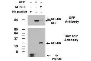Western blot performed from 100ng of synthetic Humanin peptide and from 50 ug of total lysates of 293 cells transfected with plasmids encoding GFPc1 or GFP-Humanin using Humanin polyclonal antibody . (人in 抗体  (AA 9-24))
