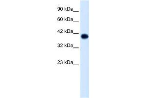 WB Suggested Anti-TFAP4 Antibody Titration:  1. (TFAP4 抗体  (C-Term))
